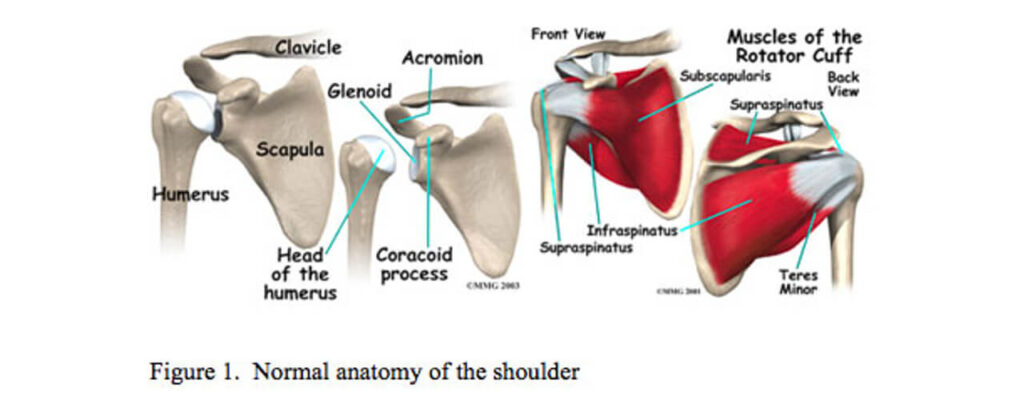 PT and Rotator Cuff Pain/Tears